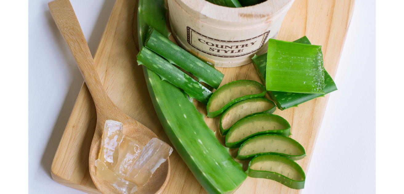 Aloe, un cicatrizzante naturale: guida alle proprietà di questa pianta