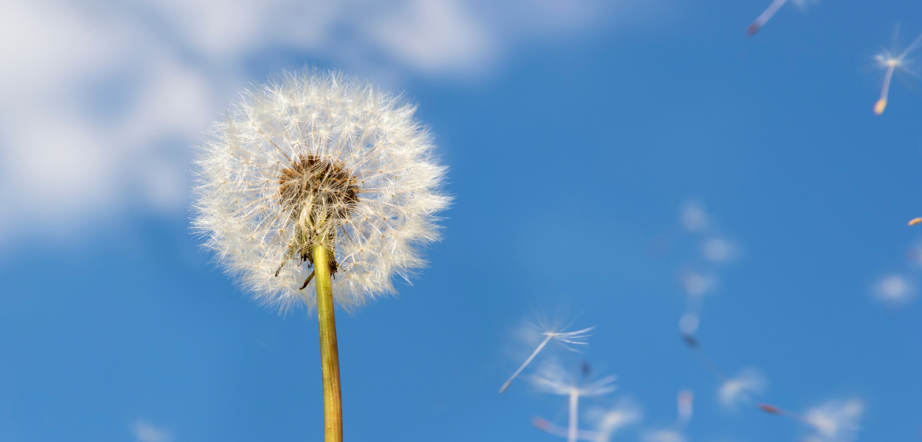 Calendario pollini 2026: quando iniziano davvero le allergie primaverili (e perché ogni anno ti sorprendono)