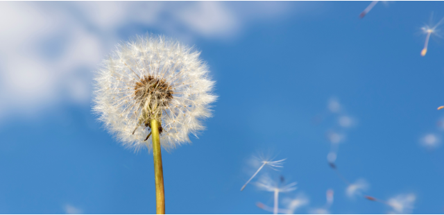 Calendario pollini 2026: quando iniziano davvero le allergie primaverili (e perché ogni anno ti sorprendono)
