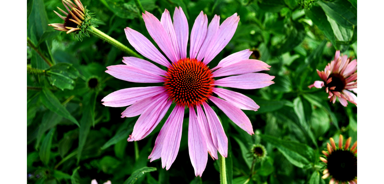 Echinacea: proprietà e modalità di utilizzo di una pianta prodigiosa