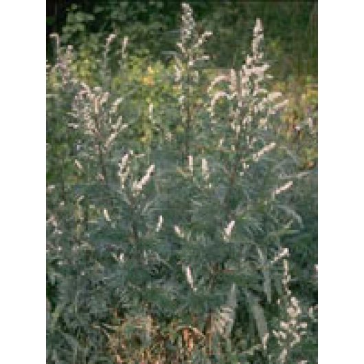 Tsa Artemisia Vulgaris 50ml