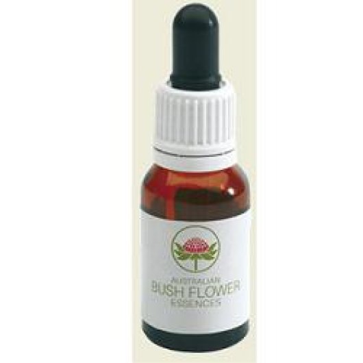 Green Spider Orchid Austr 15ml