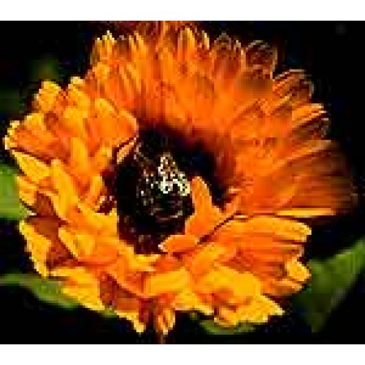 CALENDULA EI GOCCE 50ML