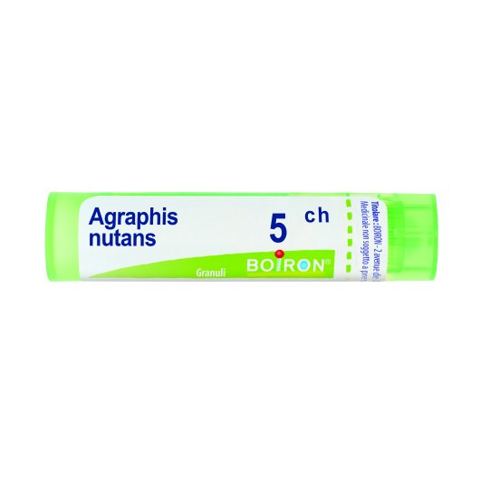 AGRAPHIS NUTANS 5CH 80GR 4G