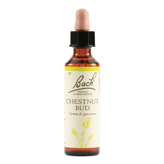 CHESTNUT BUD BACH ORIG 20ML